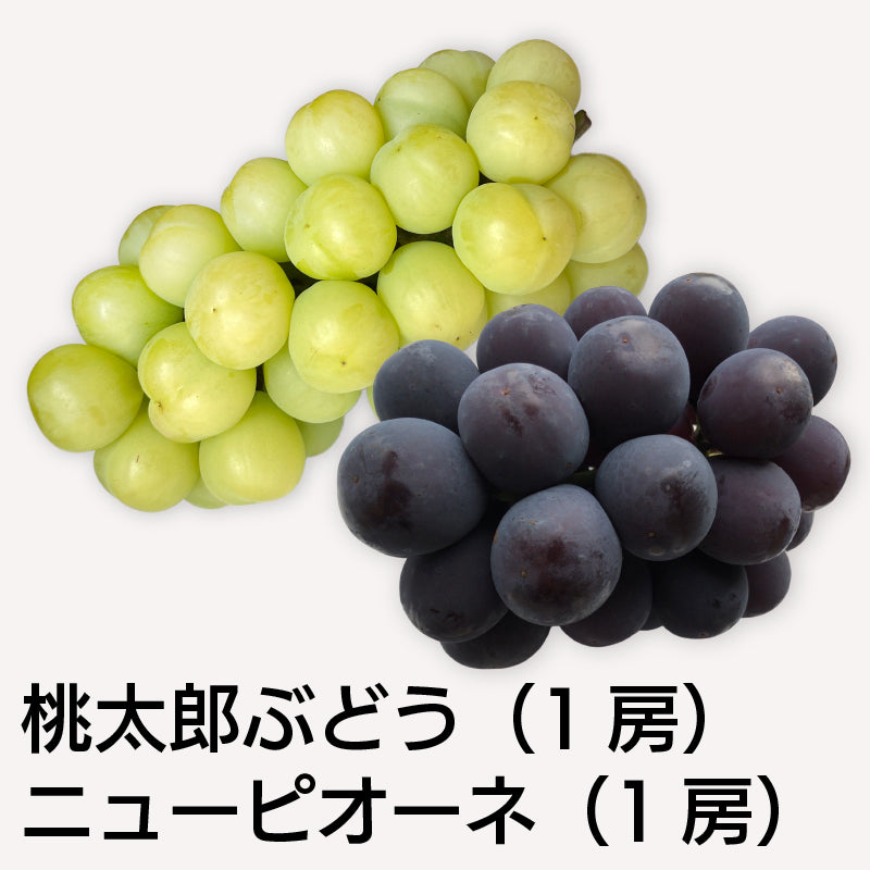 予約販売！「岡山特産」桃太郎ぶどう（1房）とニューピオーネ（1房）詰合せ（温室栽培）【発送は８/20から】