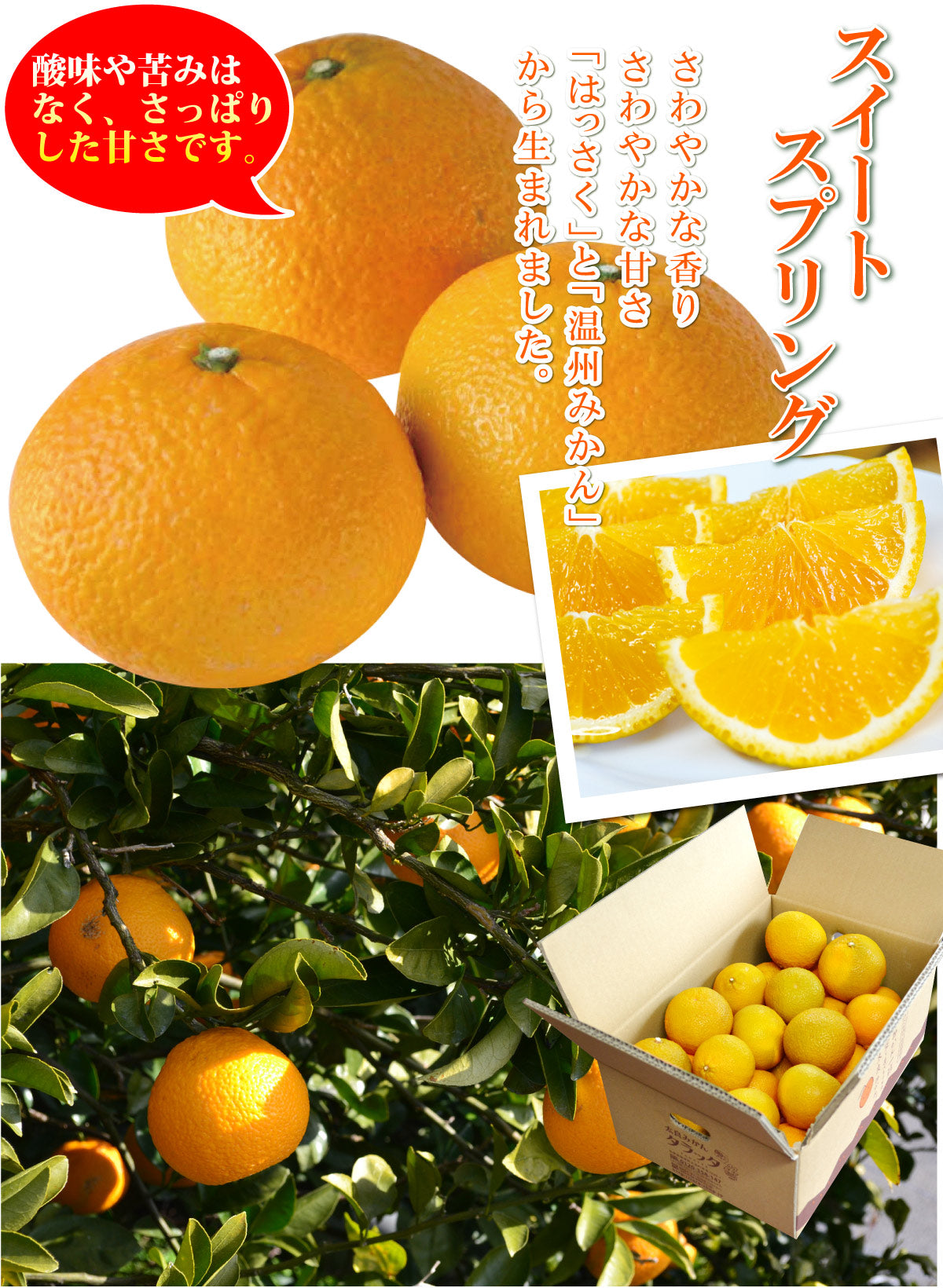 【はっさく＆温州みかん】爽やかな美味しさ★スイートスプリング★
