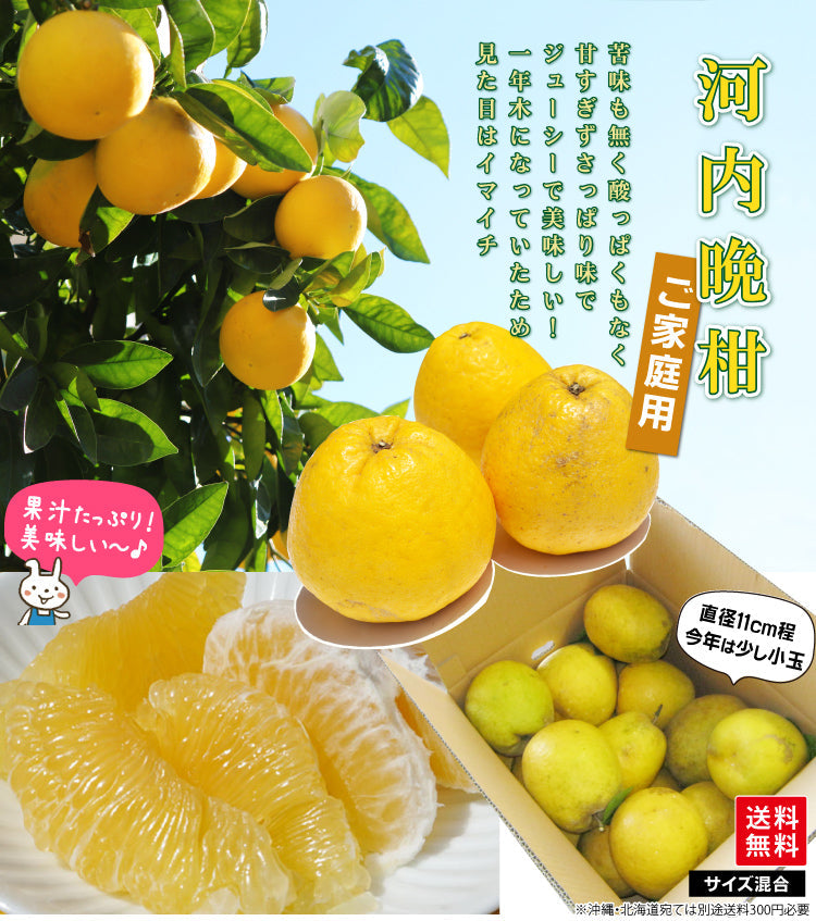 ★ご家庭用★ 和風グレープフルーツ【河内晩柑】（混合サイズ）