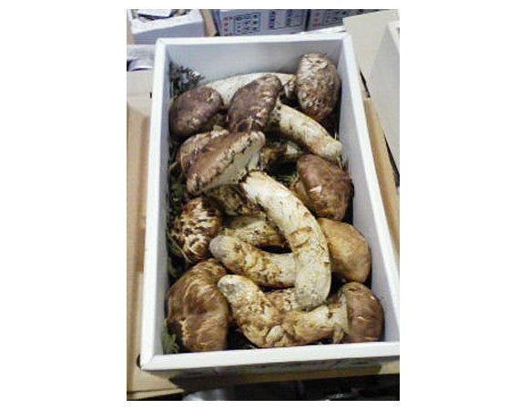 ★岡山県産マツタケ（つぼみ・中つぼ）【500ｇ】