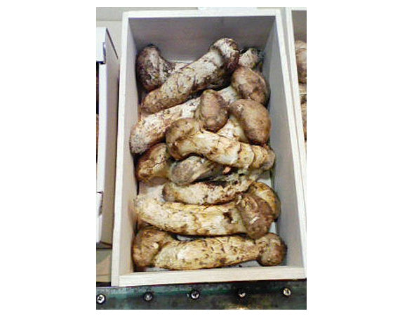 ★国産・岡山県産まつたけ　（ひらき）◎900ｇマツタケ松茸　　