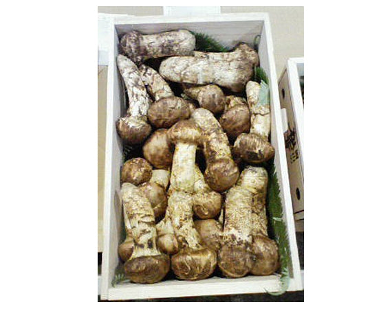 ★岡山県産マツタケ（つぼみ・中つぼ）【500ｇ】