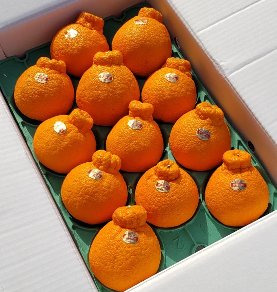 ■販売終了■【愛媛県産】糖度選別デコポン(化粧箱）　５ｋｇ　５Ｌ～２Ｌサイズ（12玉～20玉）サイズ指定不可
