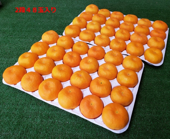 【販売終了】「愛媛特産」濃厚な甘さ・深い味わいハウスみかん 5kg L（40玉）・Mサイズ（48玉）・Ｓサイズ（60玉）サイズ指定不可