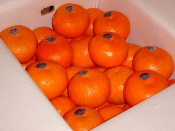 【販売終了】[愛媛県産]ジューシーで爽やかな香り♪柑橘の名産地ごご島いよかん！！ 10ｋｇ 2Lサイズ