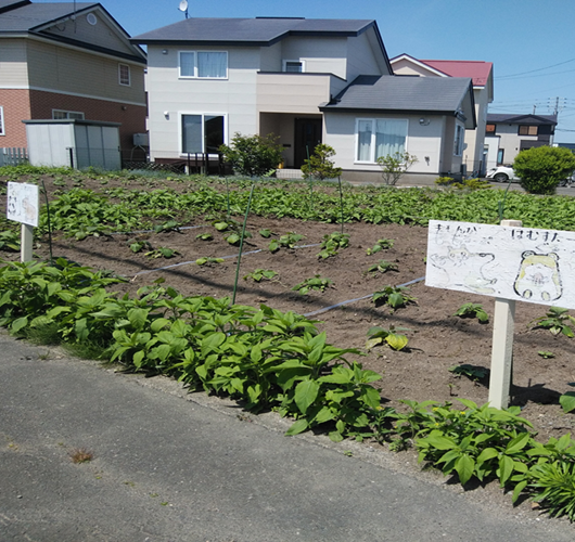 ヤーコン　お茶