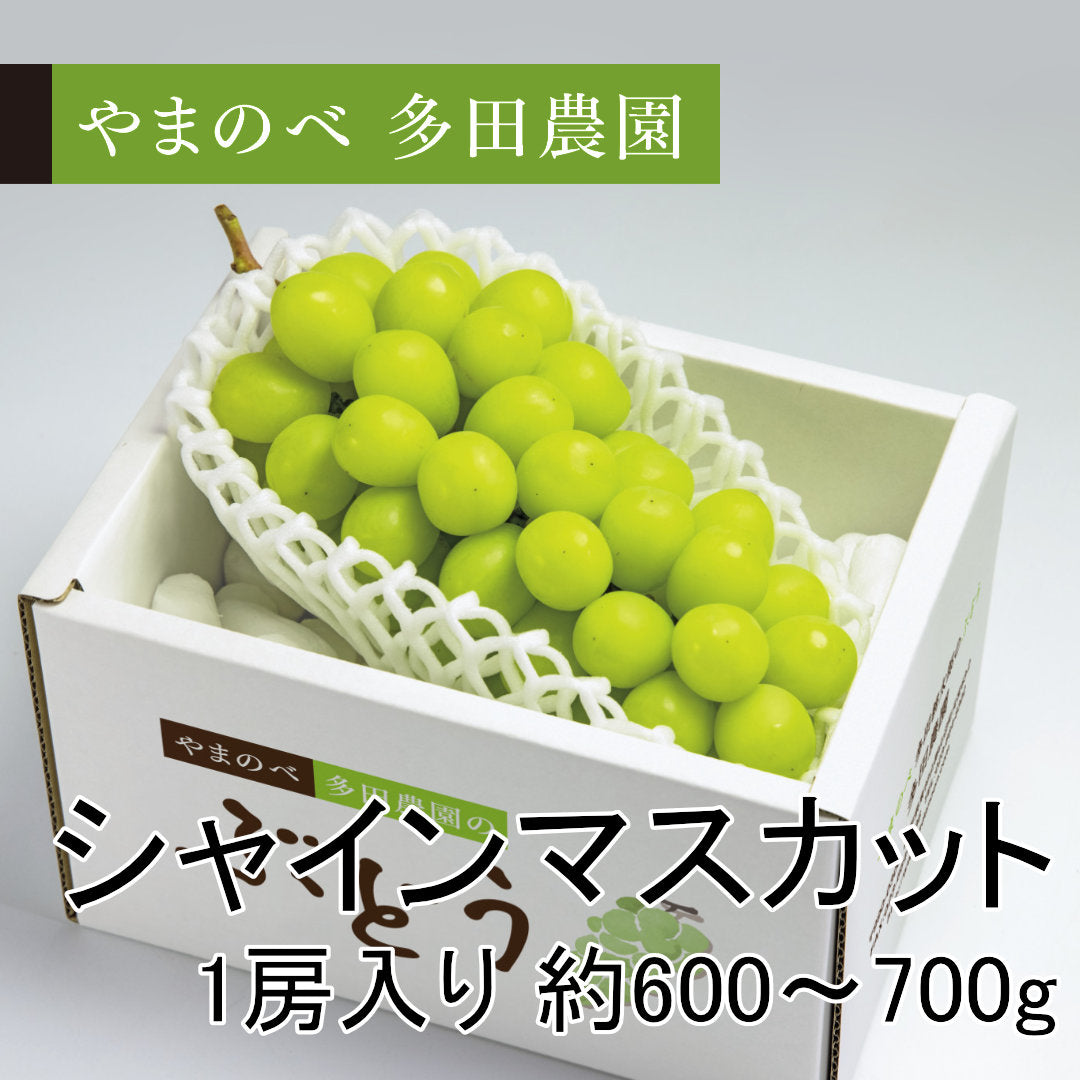 シャインマスカット（1房入り）約600～700ｇ　先行予約受付中
