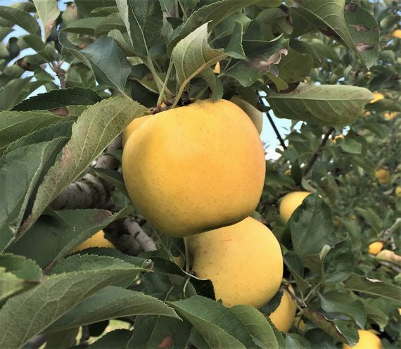 【送料込価格】しのぶの里のリンゴ「シナノゴールド」