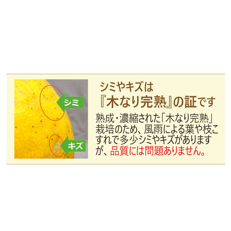 ※今季販売終了※【送料無料】初夏のおすすめセットC　-河内晩柑＆温州みかんジュース＆ブラッドオレンジジュース詰合せ-