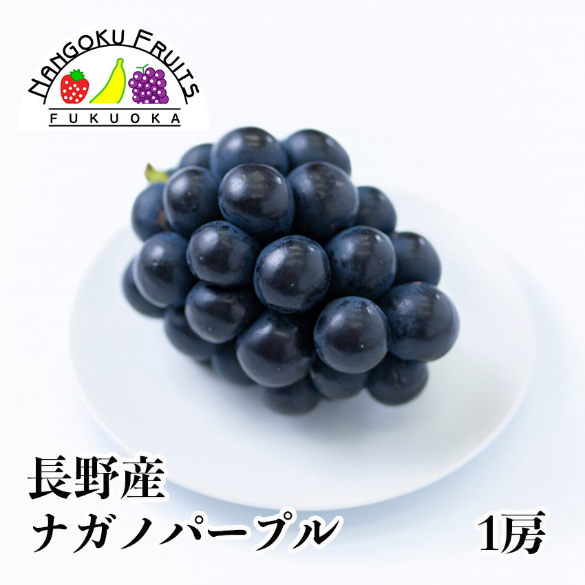 長野産葡萄　ナガノパープル