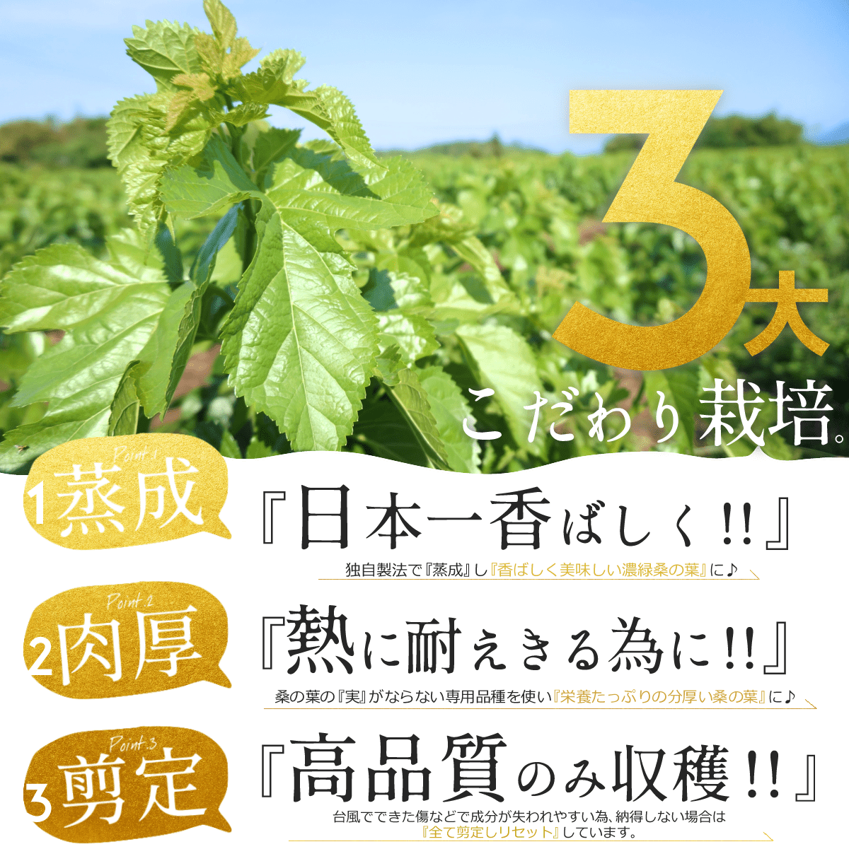 【お徳用・５袋セット】『 水出しひめ桑茶』 冷んやりダイエット　毎日デトックスティー　【送料無料】