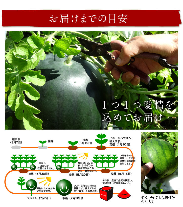 【贈答向け 共撰優品】スイカ でんすけすいか 北海道 当麻産 L　1玉【送料無料】【産地直送】  すいか 西瓜 お土産 グルメ ギフト 食品 景品 贈り物 お土産 お取り寄せ 暑中見舞い 残暑見舞い デンスケスイカ【フルーツ】