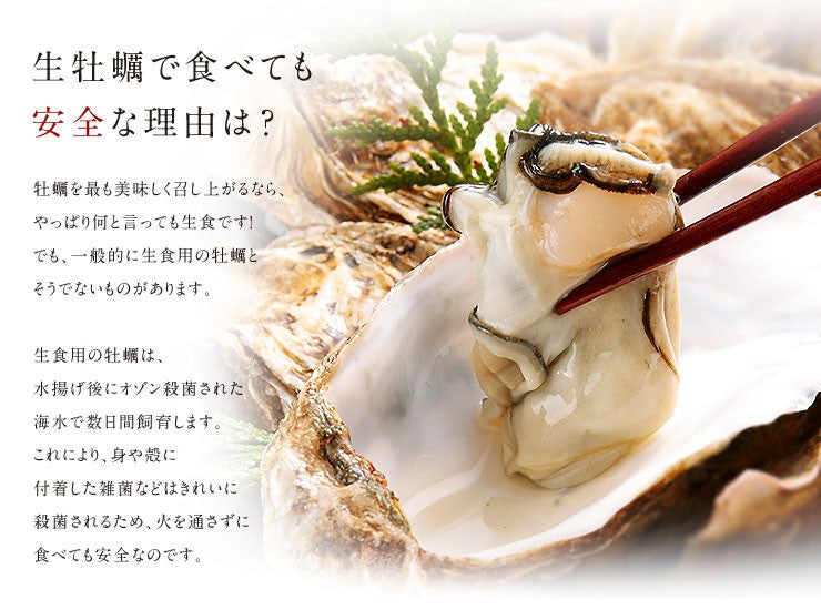 北海道 厚岸産 牡蠣 (カキえもん) 殻付き 9個(M・Lサイズ) 殻むきナイフ付 送料無料