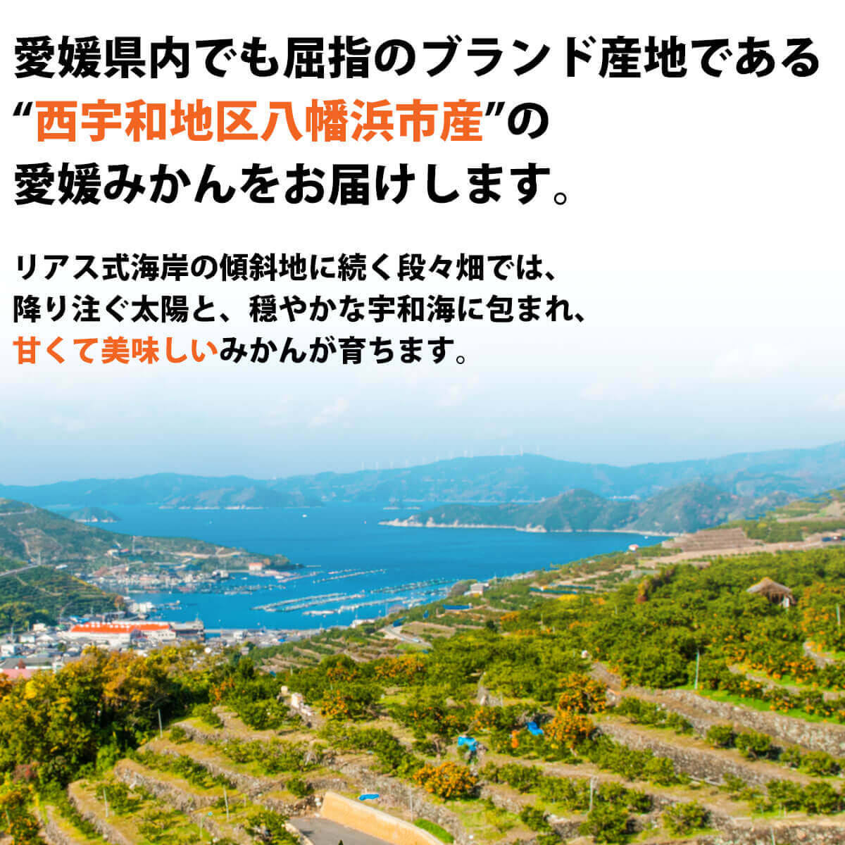 愛媛産 極早生みかん 訳あり 小玉 S～3Sサイズ限定