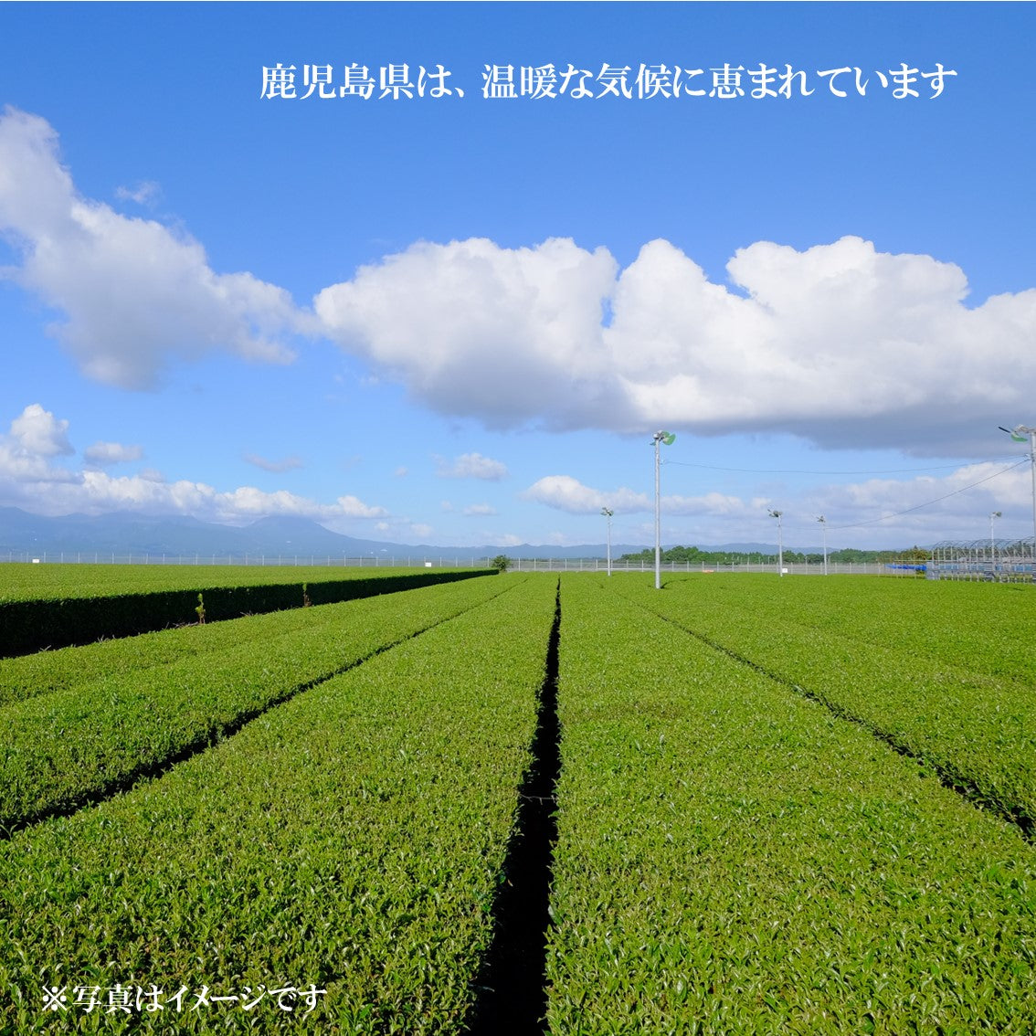 鹿児島県産 知覧茶80g 5本セット　