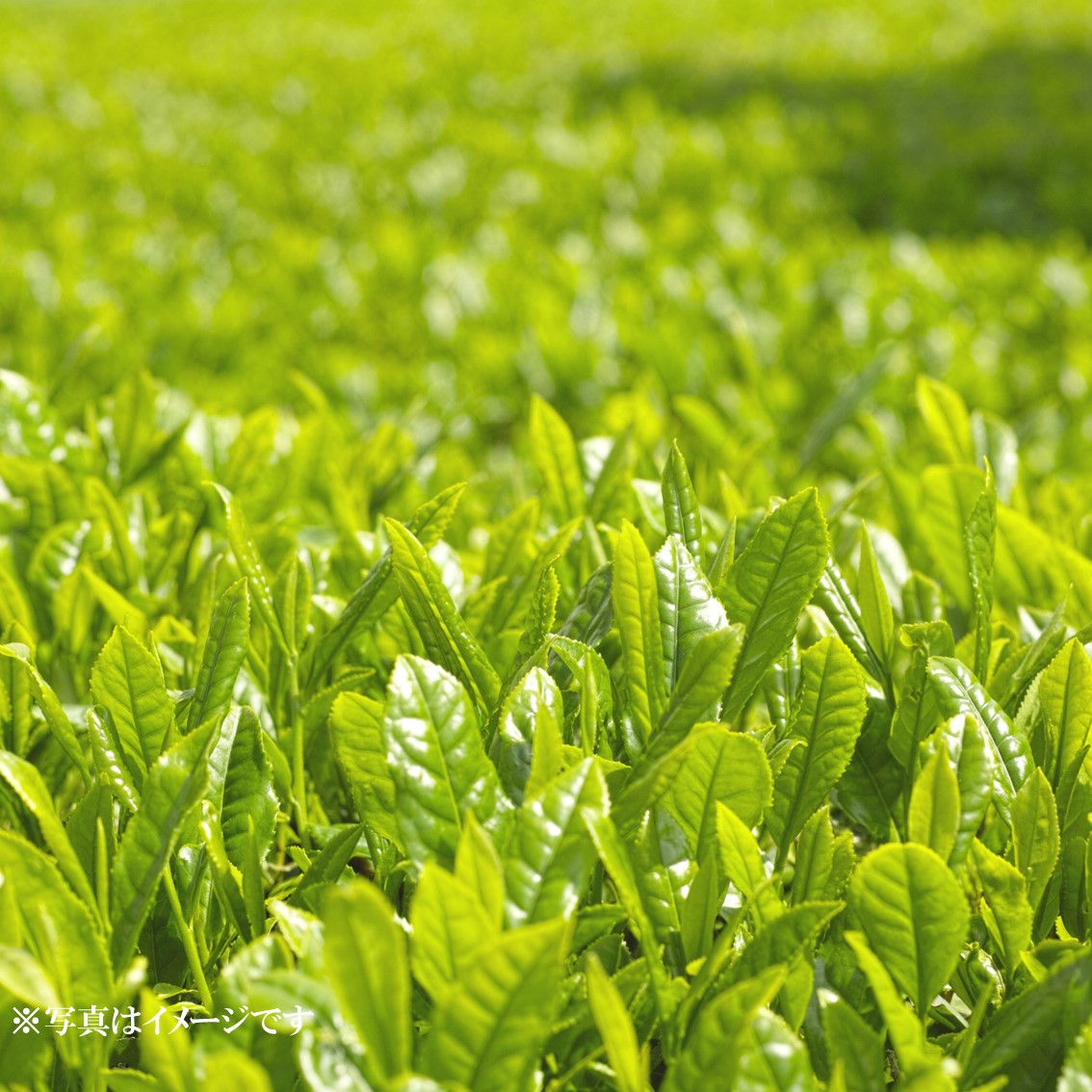 鹿児島県産 知覧茶80g 5本セット　