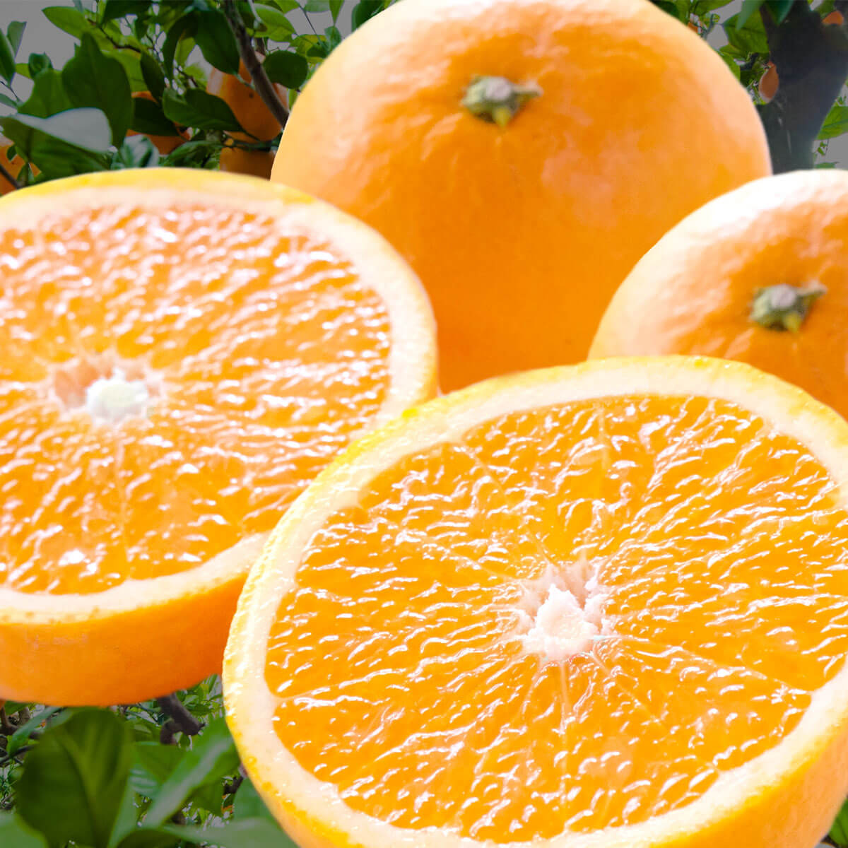 愛媛産 清見タンゴール