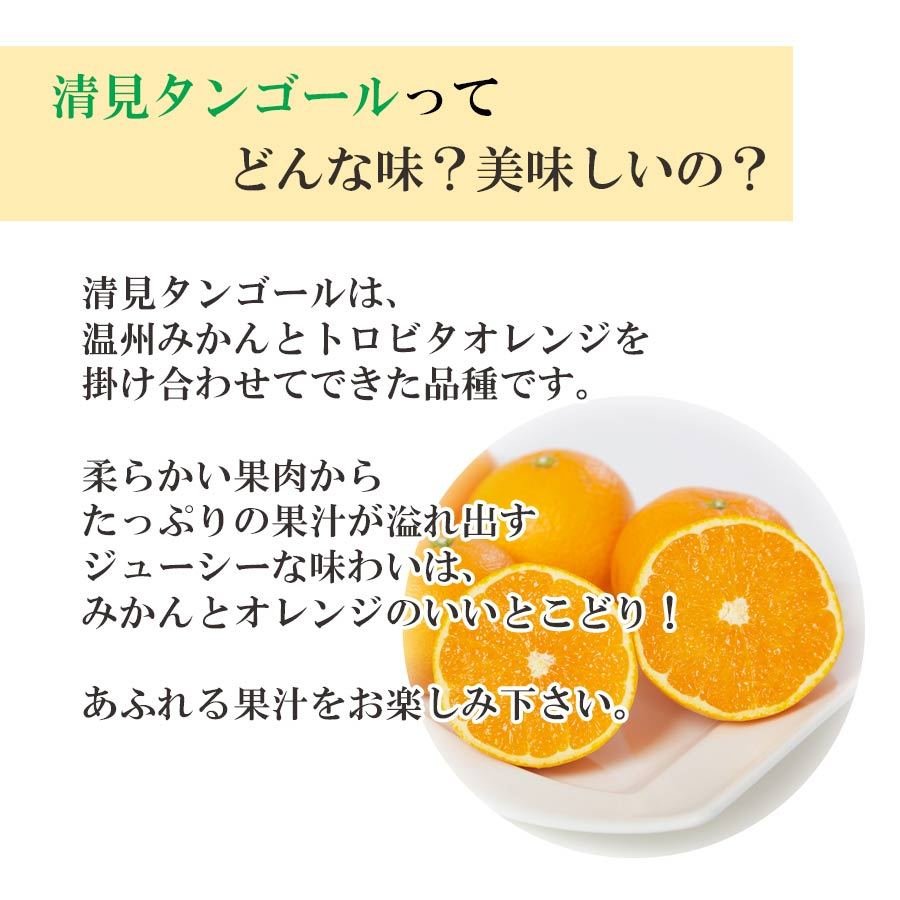 愛媛産 清見タンゴール