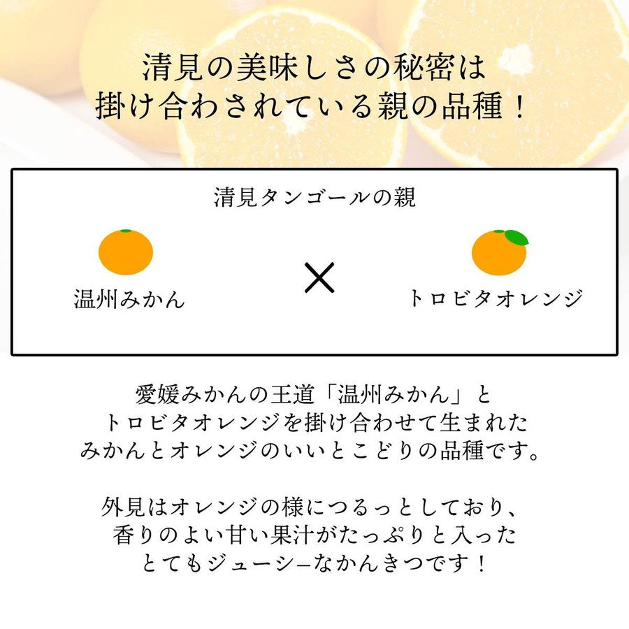 愛媛産 清見タンゴール