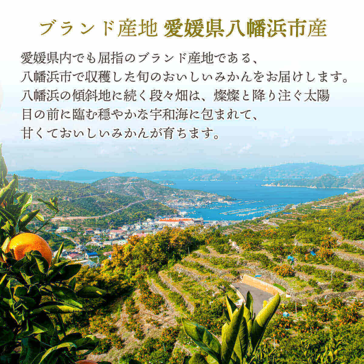 【予約】愛媛みかん 訳あり 小玉 3S～Sサイズ