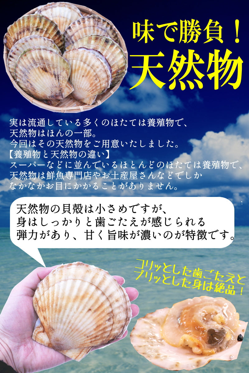 【送料無料】天然活ほたて 青森県陸奥湾産 殻付きほたて 大サイズ3kg（約15～24枚入り）剥きヘラ付　【のし対応】【鮮魚・魚介類】