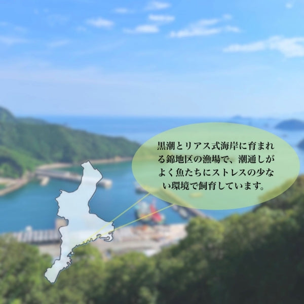 お刺身　冷凍シマアジ柵パック総量400g入!!　訳あり価格！！