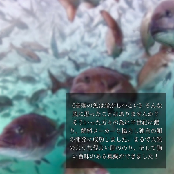 おいしいお刺身は冷凍庫の扉を開ければある！？冷凍真鯛柵パック総量たっぷり1kg入！！ポイント７倍！！