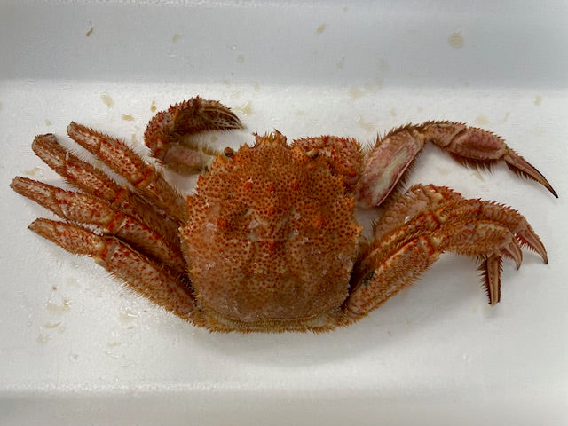 【数量限定大特価！】訳あり毛ガニ（500ｇ～570ｇ）～ 【カニ・鮮魚・魚介類】ギフト  2025 北海道産 海鮮