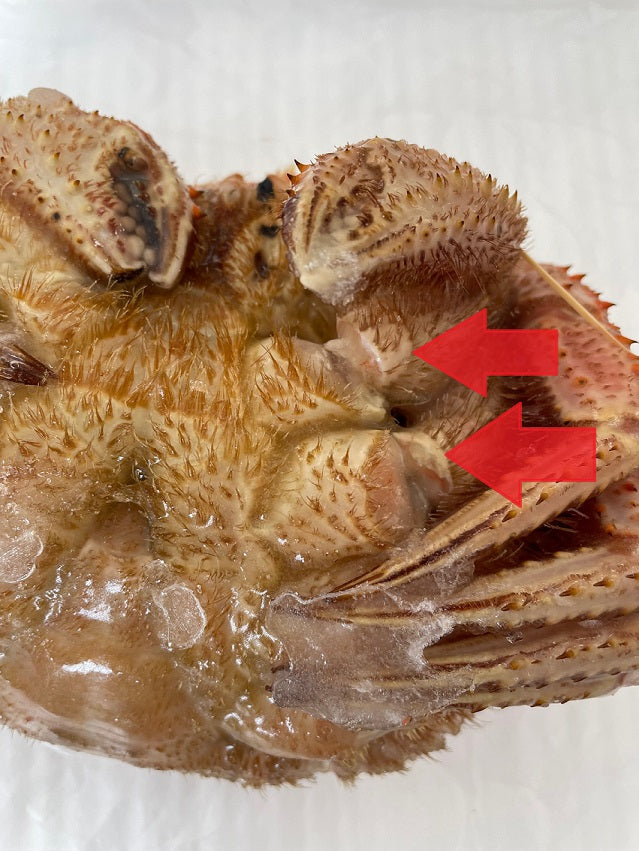 【数量限定大特価！】訳あり毛ガニ（500ｇ～570ｇ）～ 【カニ・鮮魚・魚介類】ギフト  2025 北海道産 海鮮