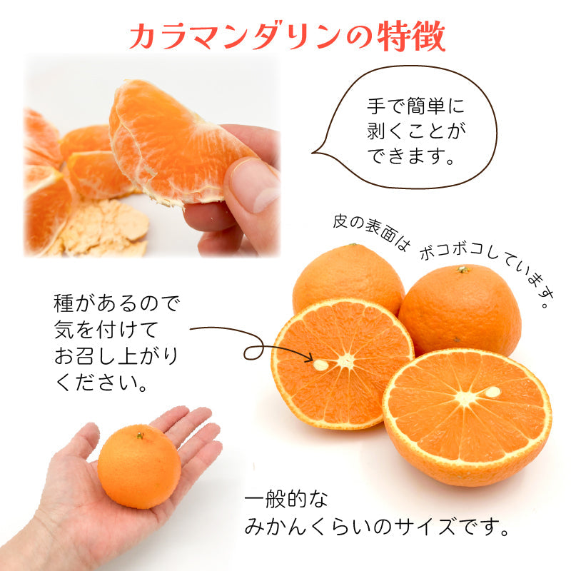 ※今季販売終了※【送料無料】春のみかん「カラマンダリン」〈優品・家庭用・小箱〉約3kg