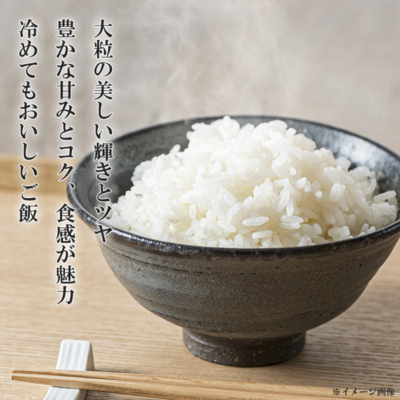 【送料込】新米 米 10kg（5kg×2袋）令和7年産 新之助 新潟県産 お米 ブランド米 精米 白米 ギフト 産地直送