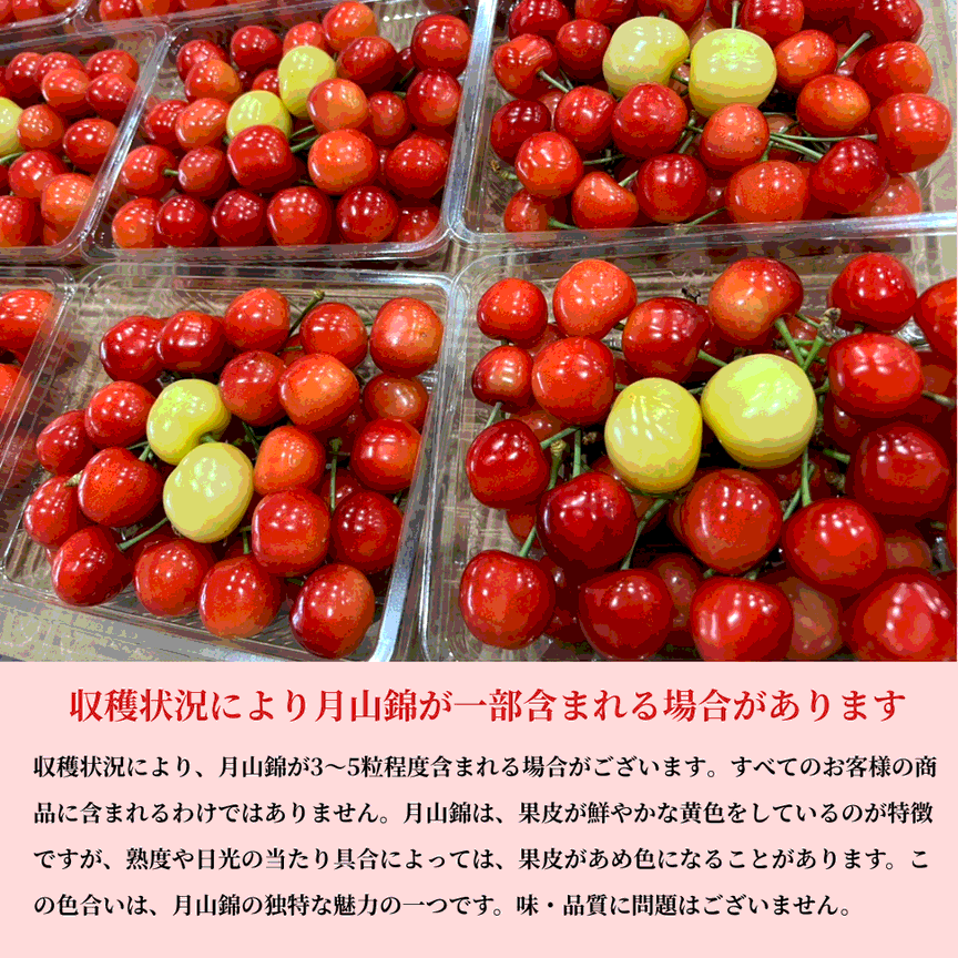 遅れてごめんね母の日】 母の日ギフト 山形県より産地直送 温室