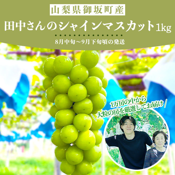 早朝5時から収穫！親子孫三代で作る山梨県御坂町産シャインマスカット1㎏（2房~3房）