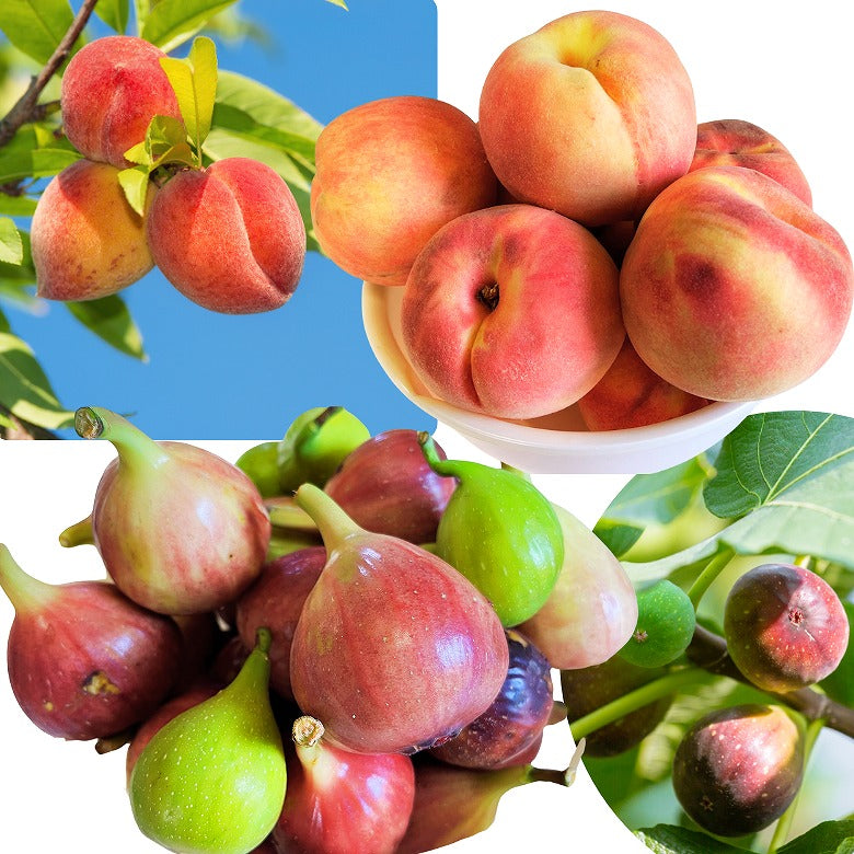 【送料無料】「赤・白ワインを楽しむ フルーツジャム、桃＆いちじく」 4個入り