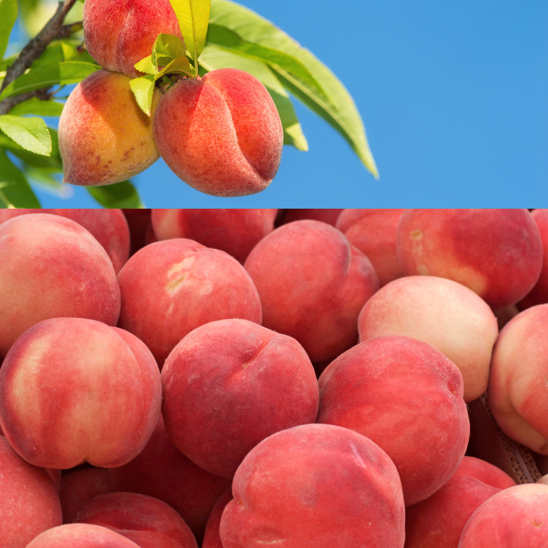 「桃の白ワインジャム」愛媛のフルーツ、無添加・無香料の手作りジャム　