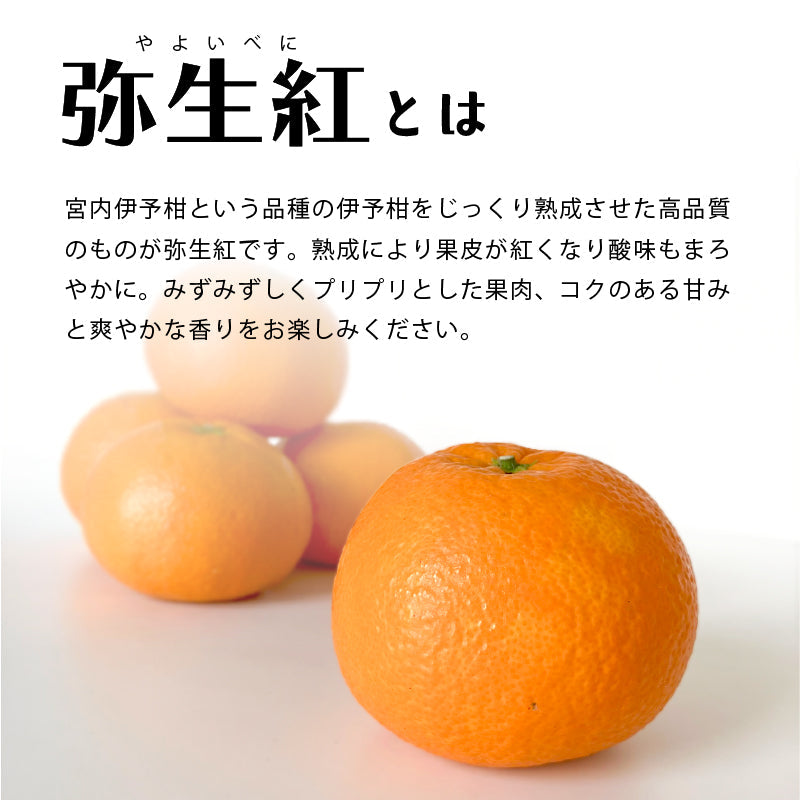 ※今季販売終了※【送料無料】お得な定期便！瀬戸内島みかん 島だより〈家庭用・優品〉【全3回】※お楽しみプチプレゼント付き