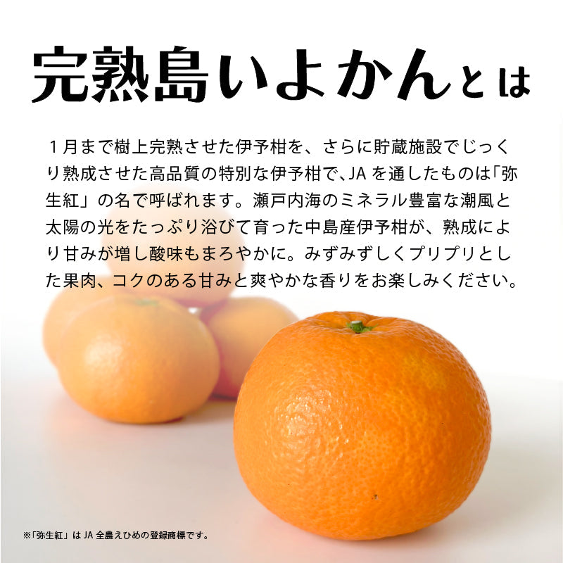 【送料無料】完熟島いよかん約５kg〈秀品〉※2026年2下旬～3月頃発送予定
