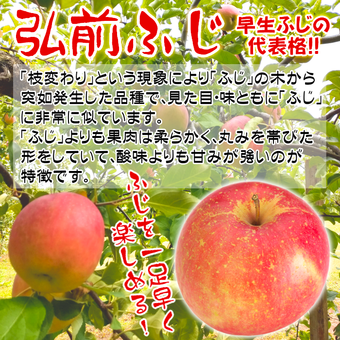 青森県産 家庭用りんご 早生ふじ「弘前ふじ」 3kg・5kg・10kg【送料込】【クール便】産地直送