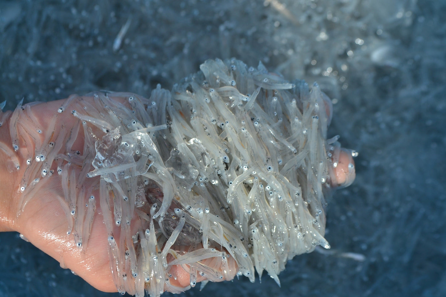 日向歌沙（ひなかさ）上干ちりめん 70g×3袋入り【株式会社日髙水産】【宮崎てげうま】