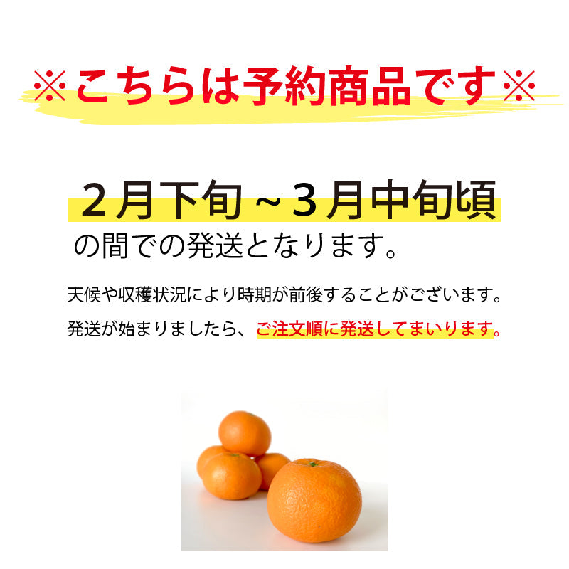 【送料無料】完熟島いよかん約２kg〈秀品・ギフトBOX〉※2026年2下旬～3月頃発送予定