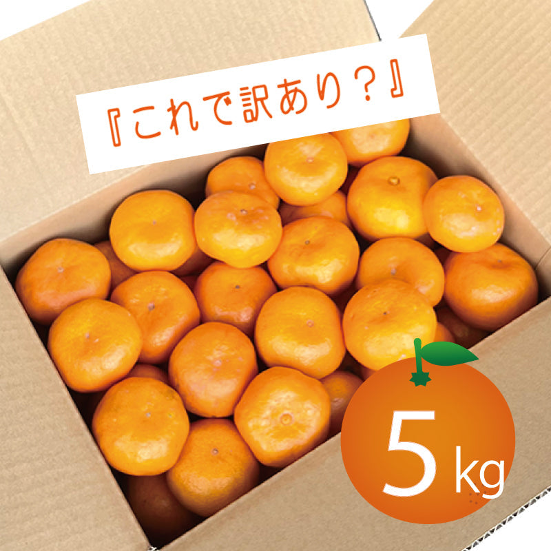 訳あり！ご自宅用みかん5㎏