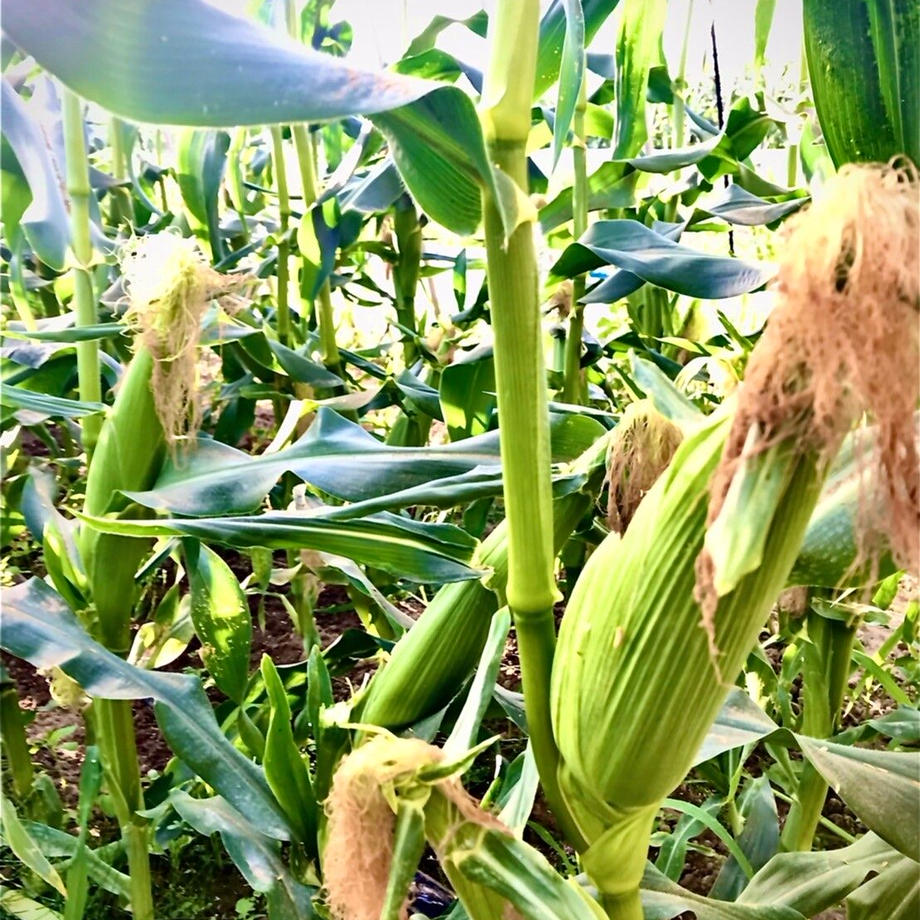 【朝どれ出荷中！】定番・芳醇な味わいの黄色とうもろこし／ほしつぶコーンor恵味（めぐみ）10本セット