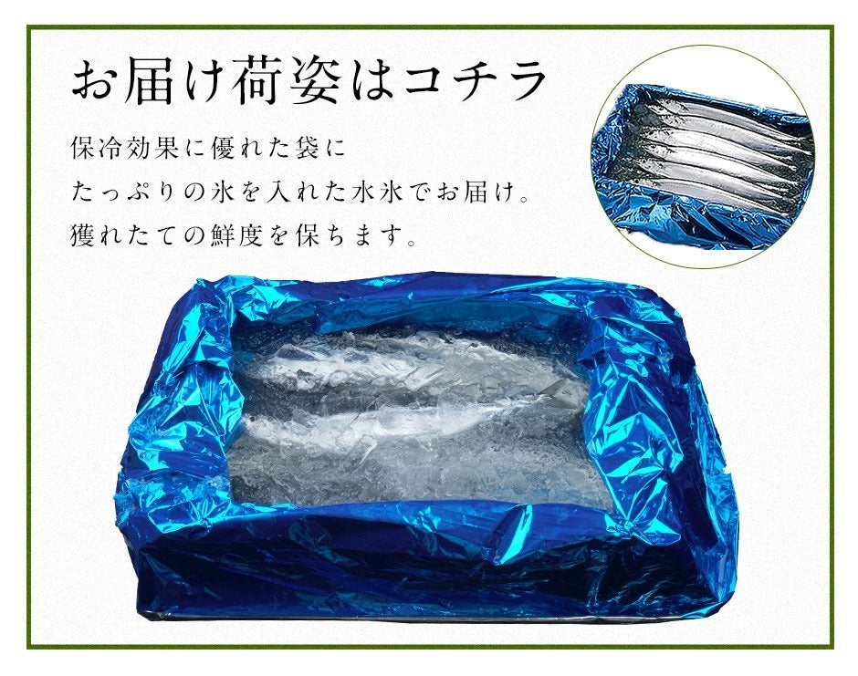 【水揚げ次第お届け】 さんま生サンマ 2.0kg(17尾前後) 【送料無料】 北海道 根室・釧路産 生サンマ  秋刀魚さんま 秋刀魚 北海道 刺身 食品 グルメ 寿司