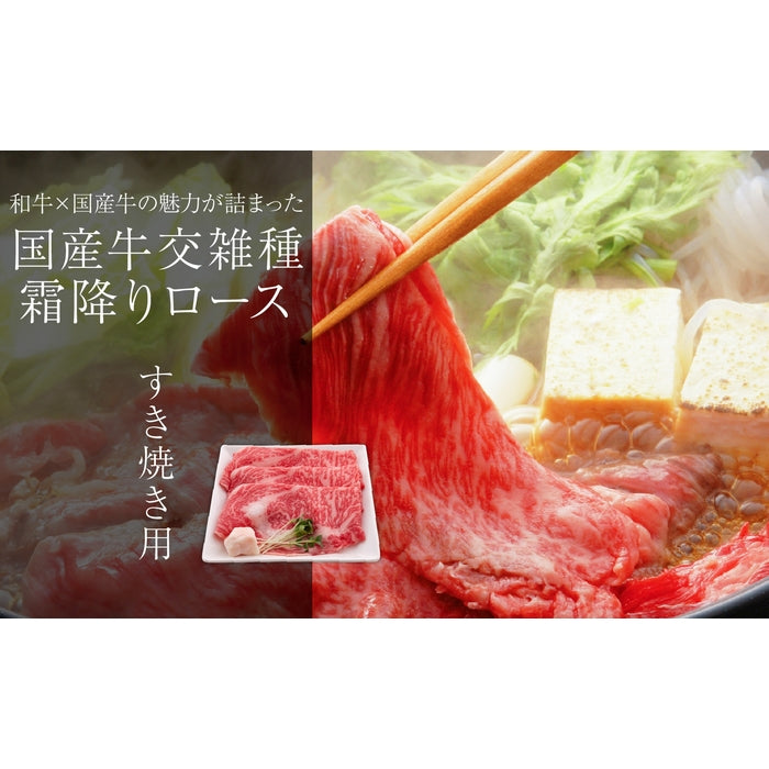 【和牛×国産牛の味わい】 国産牛(交雑種)霜降りロース / すき焼き用  500g