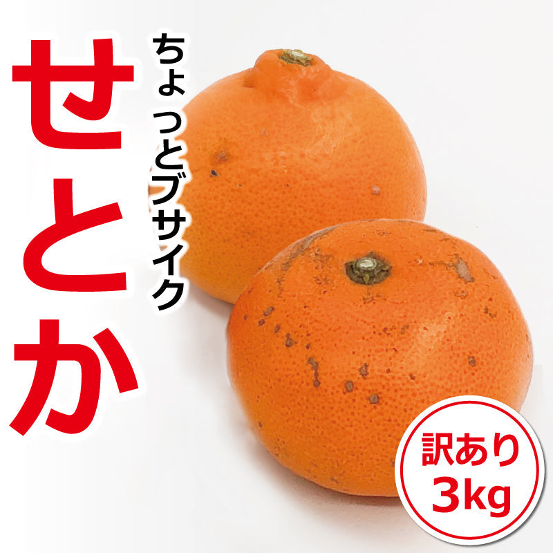 ※今季販売終了※【送料無料】訳あり「ちょっとブサイクせとか」約3kg　※発送は２月中旬～３月中旬予定