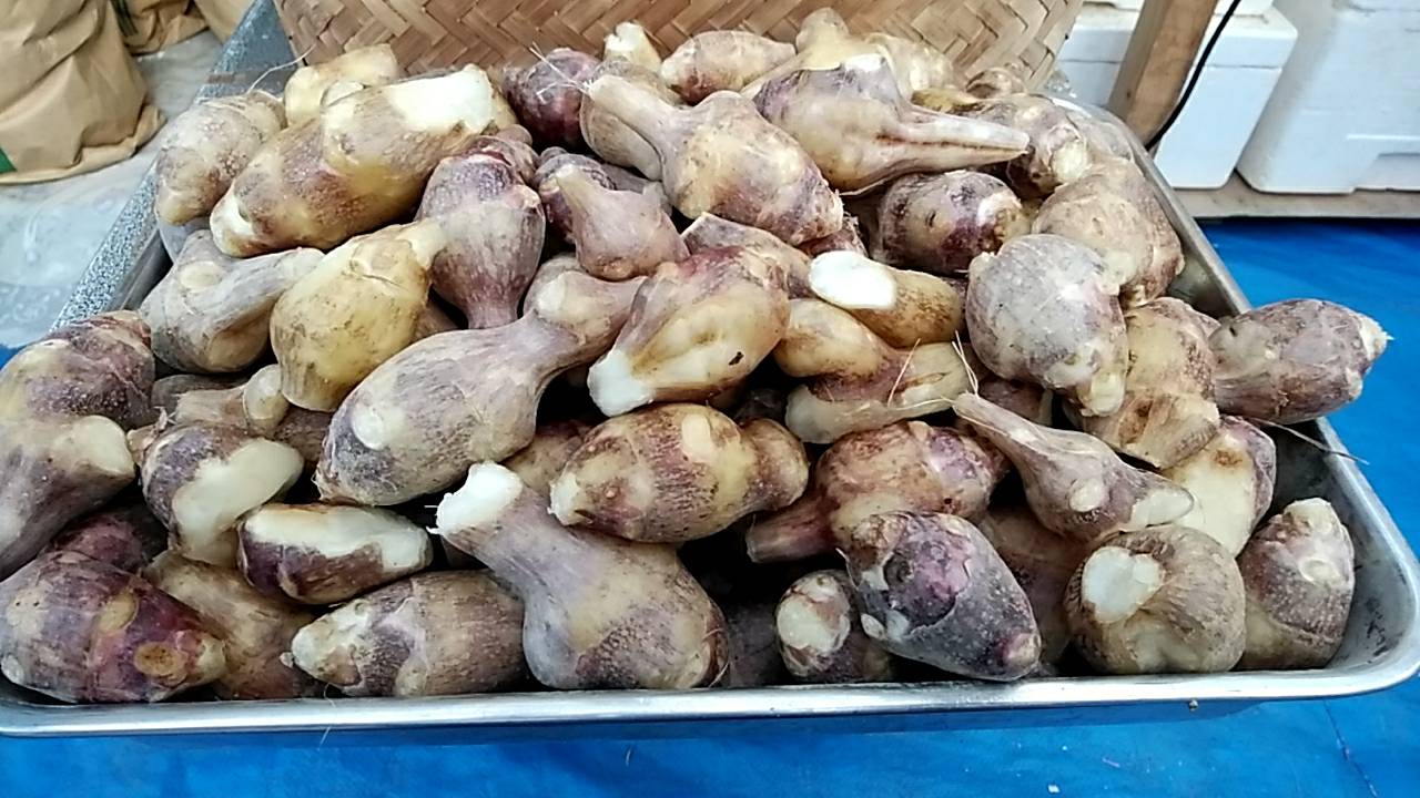 お徳用パック　菊芋お茶　40小袋 1パック　