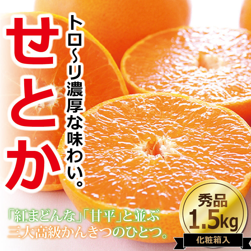 ※今季販売終了※【送料無料】高級ブランドかんきつ「せとか」〈秀品・化粧箱 小〉約1.5kg　※発送は２月中旬～３月中旬予定