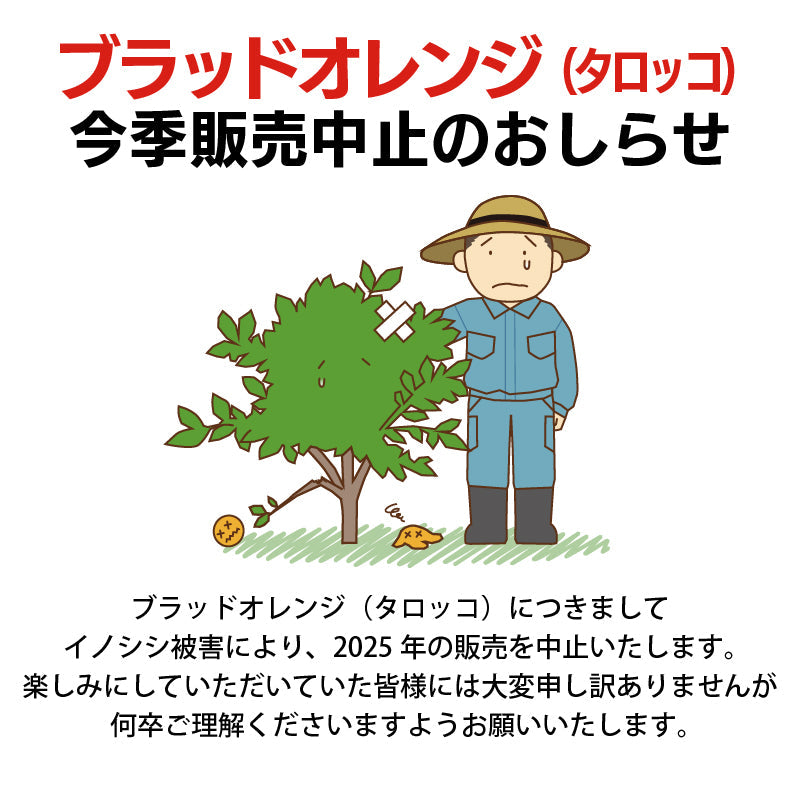 ※2025年販売中止※【送料無料】愛媛県産「ブラッドオレンジ（タロッコ）」〈秀品〉約5kg