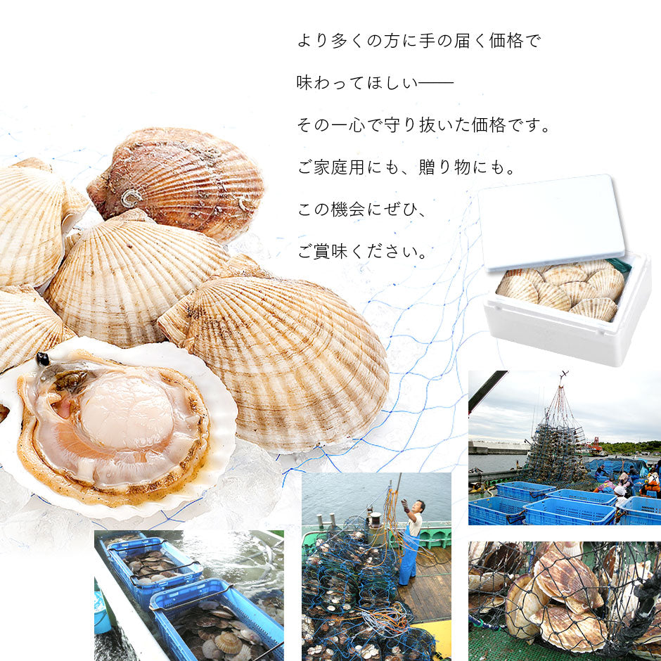 北海道 宗谷・稚内産 活ホタテ 10枚【送料無料】