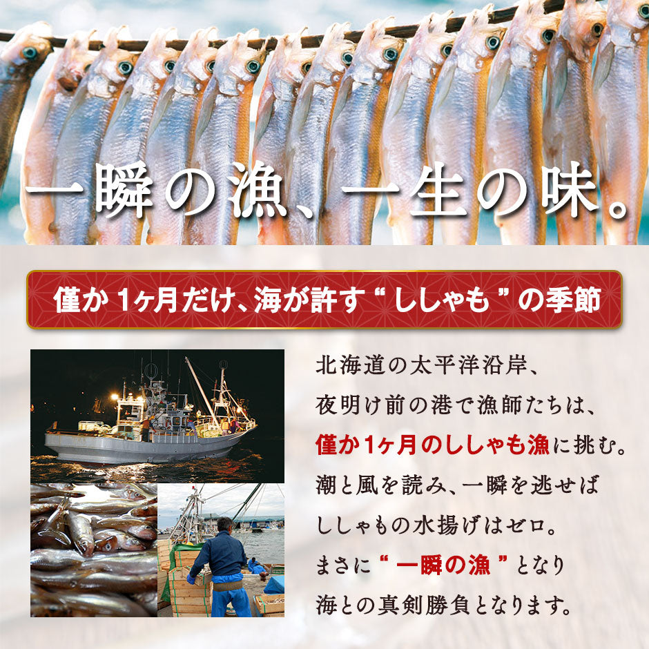 【肉厚・濃厚！】北海道産 本ししゃも　オス・メス　10尾入り